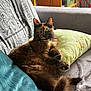 cat, tortoiseshell, fluffy, couch, pillows, green_pillow, gray_blanket, indoor, pet, relaxed, furniture, cozy, looking_at_camera, fur, home, animal, domestic_cat, soft_texture, natural_light, sitting