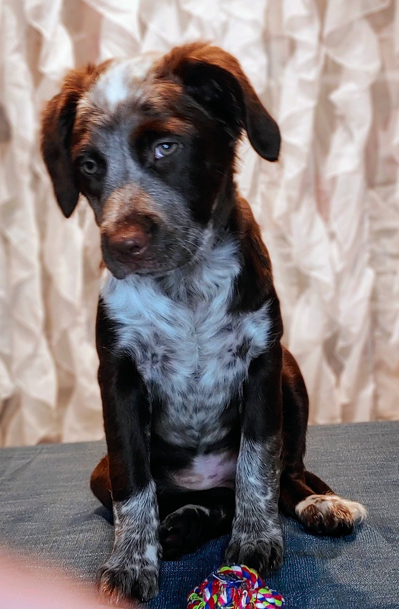 Raksha joined the competition — help win amazing prizes! canidae, carnivore, companion_dog, dog, dog_breed, fawn, fur, hunting_dog, liver, snout, sporting_group, street_dog, terrestrial_animal, whiskers, working_animal, working_dog