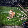 dog, grass, ball, plant, outdoor, garden, pet, greenery, fur, lawn, animal, relaxing, sunlight, nature, canine, yard, toy, daytime, leaf, small