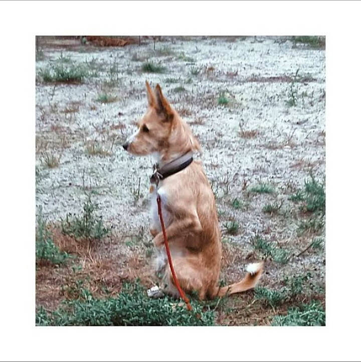 Misty participe au concours pour gagner de l'argent avec cette photo : ancient_dog_breeds, canidae, carnivore, collar, companion_dog, dog, dog_breed, dog_collar, fawn, grass, hunting_dog, non_sporting_group, rectangle, sporting_group, street_dog, tail, working_animal