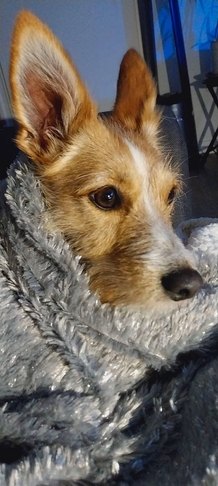 Misty participe au concours pour gagner de l'argent avec cette photo : ancient_dog_breeds, canidae, carnivore, companion_dog, dog, dog_breed, fur, herding_dog, koolie, snout, sporting_group, terrestrial_animal, texas_heeler, whiskers, working_animal, working_dog