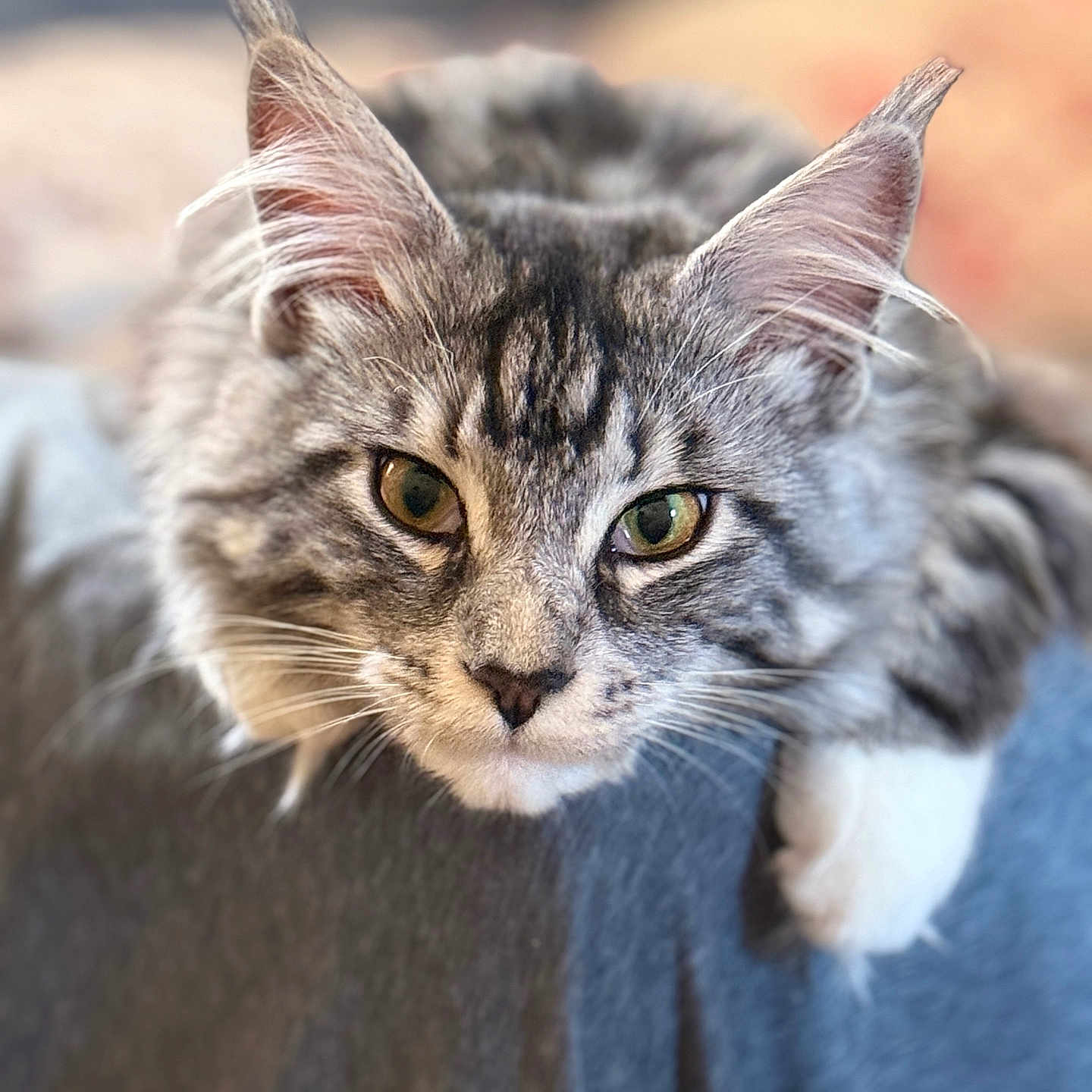 Simba is registered to the contest to win money with this photo: animal, cat, closeup, cozy, cute, domestic_cat, feline, fluffy, focus, gray_cat, green_eyes, indoor, laying_down, paw, pet, portrait, relaxed, soft_fur, tabby, whiskers