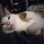 Shiro participe au concours pour gagner de l'argent avec cette photo : animal, blurred, cat, closeup, cozy, cute, domestic, feline, fur, household, indoor, lazy, mammal, paw, pet, relaxed, resting, sleeping, soft, whiskers