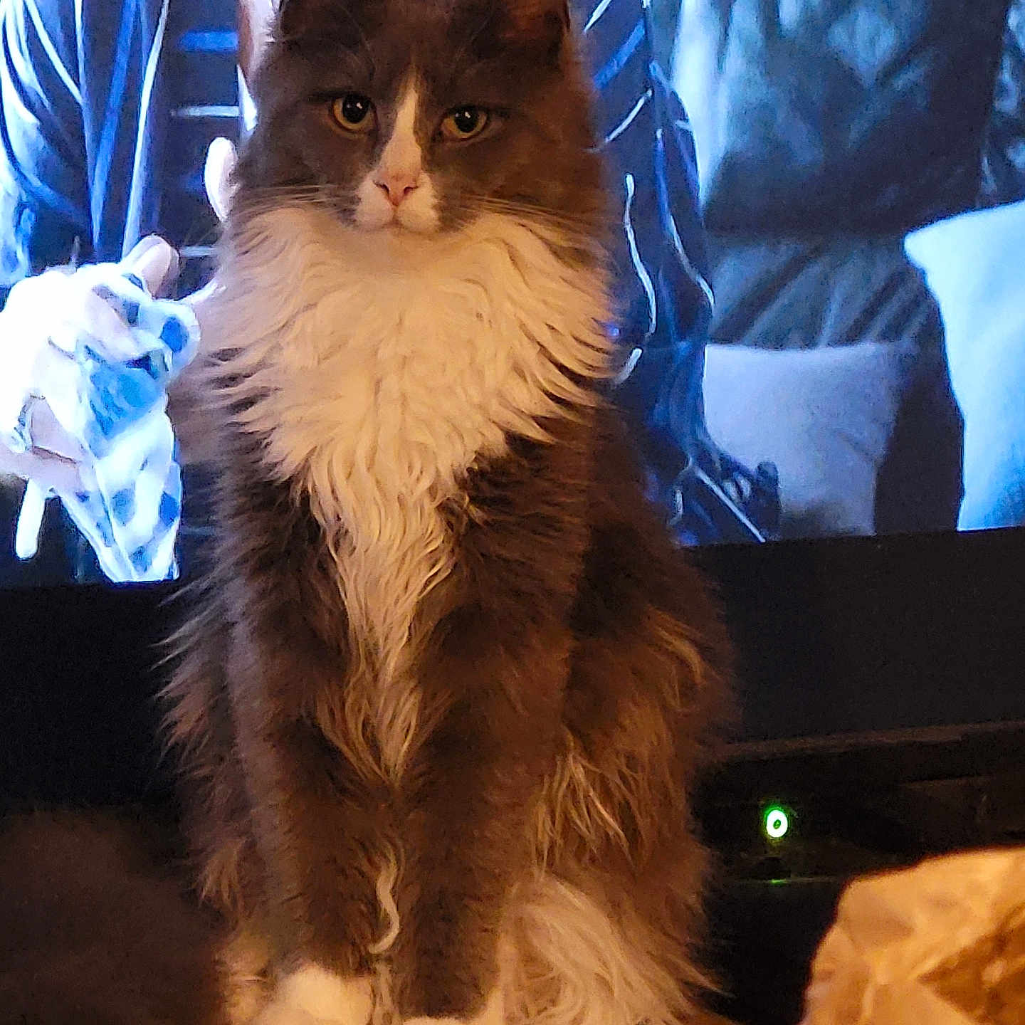 Ulka a rejoint le concours — aidez-le/la à gagner de superbes lots ! abyssinian, angora, animal, cat, chair, clothing, computer, computerhardware, couch, electronics, furniture, glove, hardware, hardwood, kitten, laptop, manx, pc, pet, wood