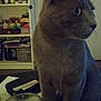 cat, gray_cat, animal, pet, indoor, table, glass, water, sitting, side_view, furniture, shelf, container, domestic, curious, closeup, quiet, still_life, home, dim_lighting