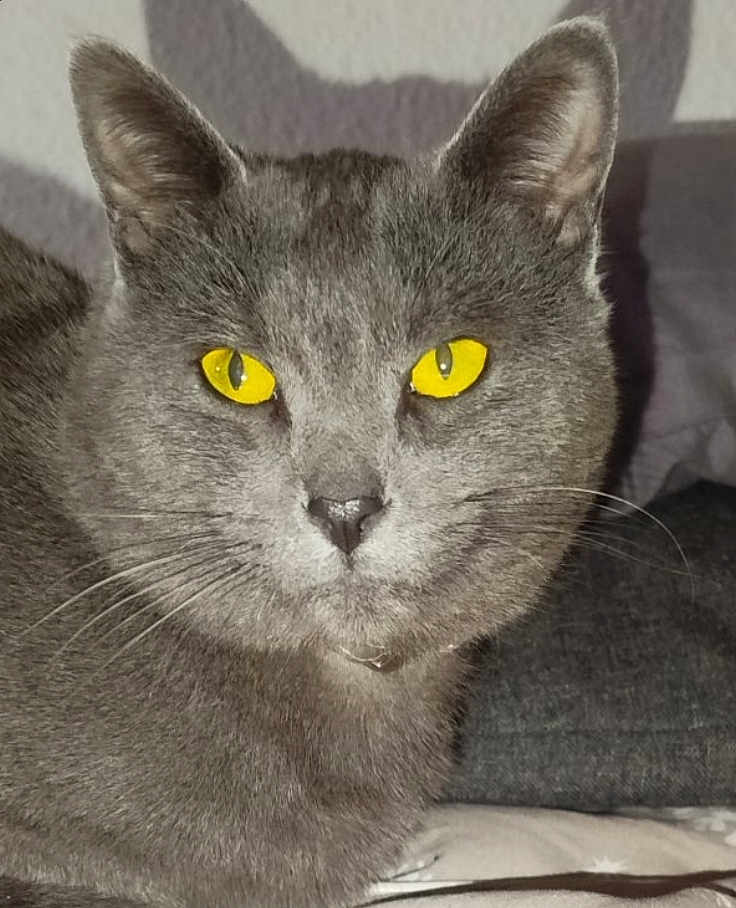 Bébé