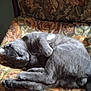 cat, gray_cat, sleeping, curled_up, feline, pet, indoor, armchair, floral_pattern, cozy, sunlight, relaxing, fur, whiskers, paws, nap, resting, cute, domestic_animal, close-up