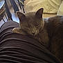 cat, gray_cat, pet, lap, indoor, cozy, sleepy, furniture, chair, cushion, snowflake_pattern, person, resting, animal, domestic, cute, relaxed, home, companion, feline
