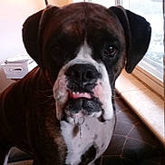 Nelly joined the competition — help win amazing prizes! boxer, carnivoran, dog, dog_breed, dog_breed_group, dog_like_mammal, olde_english_bulldogge, snout, valley_bulldog, vertebrate
