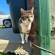 Clara joined the competition — help win amazing prizes! animal, brick_wall, car, cat, closeup, collar, concrete_step, curious, daytime, grass, green_downspout, heart_tag, outdoor, pet, plants, shadow, sidewalk, sunlight, tabby, trash_bin