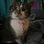 Clara is registered to the contest to win money with this photo: animal, blanket, cat, close_up, collar, cozy, curious, cute, domestic_cat, feline, fur, heart_shaped_tag, indoor, pet, pink, portrait, soft_light, tabby, whiskers, white_chest