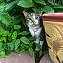Clara joined the competition — help win amazing prizes! animal, blur, cat, closeup, collar, curious, ear, feline, garden, greenery, ground, leaf, nature, outdoor, pet, pink, plant, potted_plant, stone, whisker
