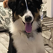 Vicky participe au concours pour gagner de l'argent avec cette photo : dog, indoor, glass_door, tongue_out, happy, fluffy_coat, couch, blanket, person, relaxed, wooden_floor, pet, window, furniture, black_and_white_dog, domestic_animal, looking, front_view, house, home