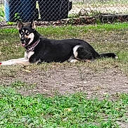 Luna joined the competition — help win amazing prizes! alert, animal, black_and_white, canine, chain_link_fence, collar, daytime, dog, domestic, fence, grass, ground, lying_down, nature, outdoor, pet, summer, tongue_out, trash_bins, yard