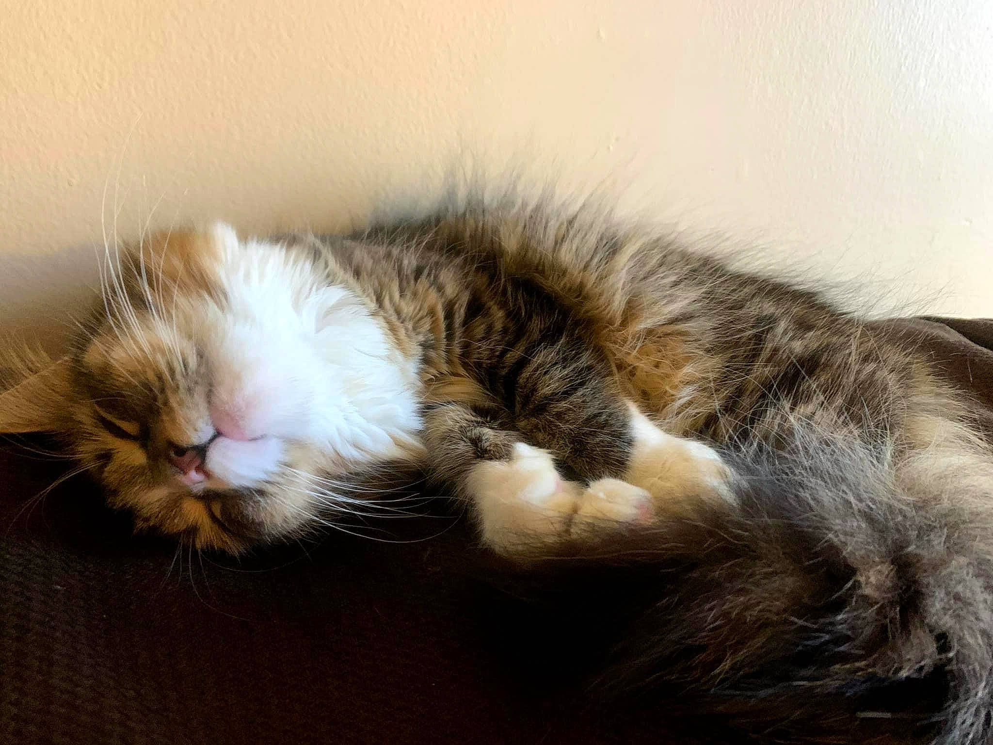 Gracie is registered to the contest to win money with this photo: carnivore, cat, claw, comfort, domestic_short_haired_cat, ear, felidae, fur, nap, paw, sleep, small_to_medium_sized_cats, snout, tail, whiskers