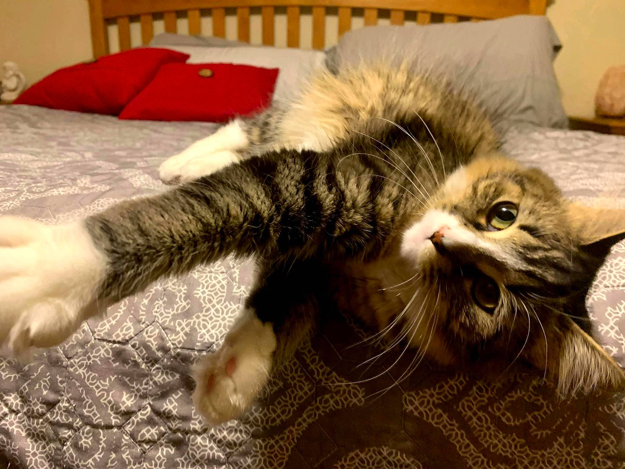 Gracie joined the competition — help win amazing prizes! carnivore, cat, claw, comfort, couch, domestic_short_haired_cat, felidae, flooring, fur, furniture, paw, pillow, room, small_to_medium_sized_cats, snout, terrestrial_animal, whiskers