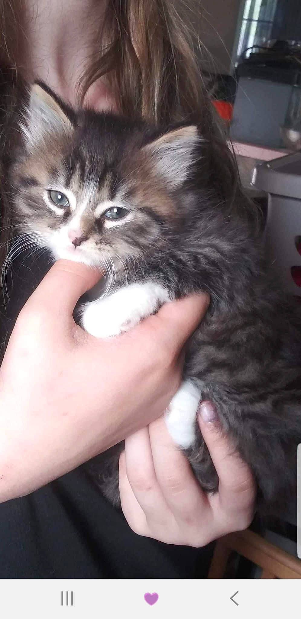 Gracie joined the competition — help win amazing prizes! carnivore, cat, claw, comfort, domestic_short_haired_cat, felidae, finger, foot, fur, gesture, hand, hug, kitchen_appliance, lap, nail, paw, small_to_medium_sized_cats, snout, thumb, whiskers