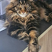 Willo participe au concours pour gagner de l'argent avec cette photo : cat, maine_coon, tabby_cat, long_hair, fluffy, whiskers, paw, fur, eyes, ears, indoor, countertop, kitchen, cabinet, shelf, relaxed, sleepy, pet, close_up, portrait