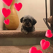 Palani is registered to the contest to win money with this photo: dog, stairs, carpet, indoor, vase, wooden_vase, pet, animal, hearts, red_hearts, love, cozy, furry, resting, cute, small_dog, paw, home, background, decor