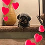 dog, stairs, carpet, indoor, vase, wooden_vase, pet, animal, hearts, red_hearts, love, cozy, furry, resting, cute, small_dog, paw, home, background, decor