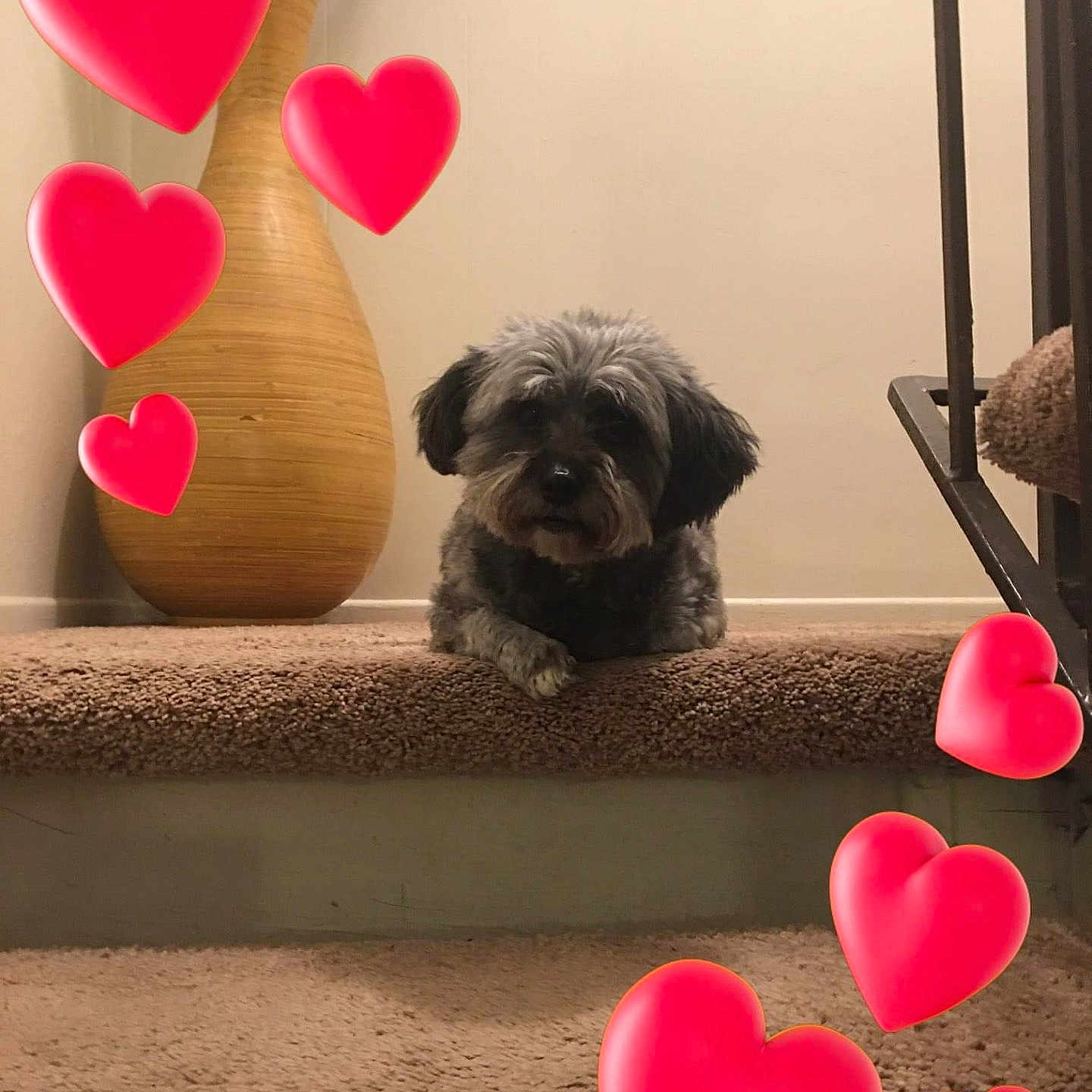 Palani is registered to the contest to win money with this photo: animal, background, carpet, cozy, cute, decor, dog, furry, hearts, home, indoor, love, paw, pet, red_hearts, resting, small_dog, stairs, vase, wooden_vase