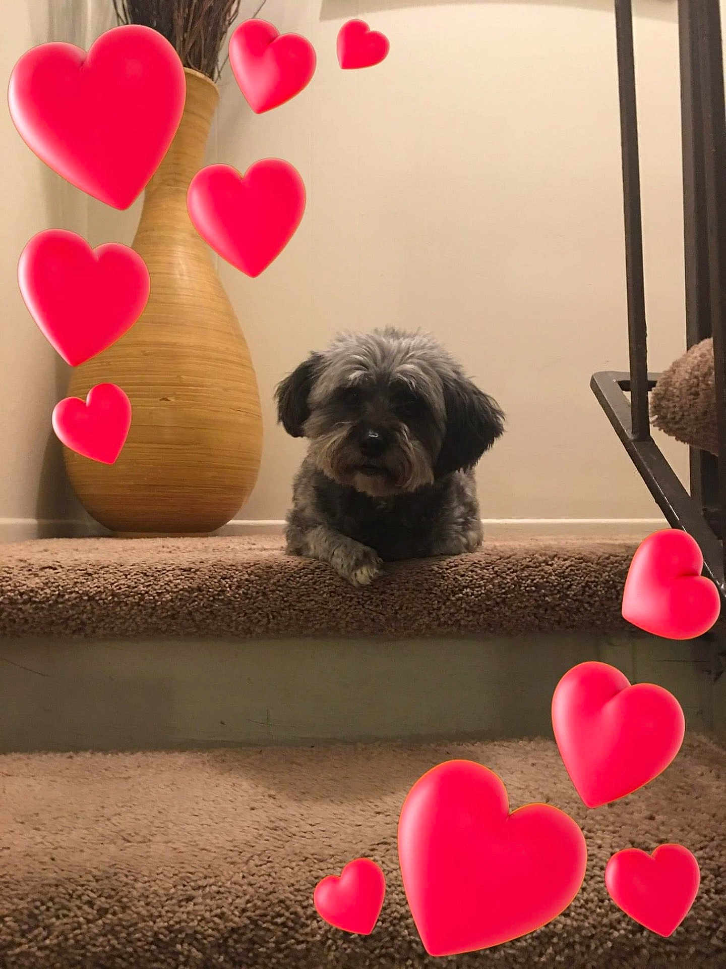 Palani is registered to the contest to win money with this photo: dog, stairs, carpet, indoor, vase, wooden_vase, pet, animal, hearts, red_hearts, love, cozy, furry, resting, cute, small_dog, paw, home, background, decor