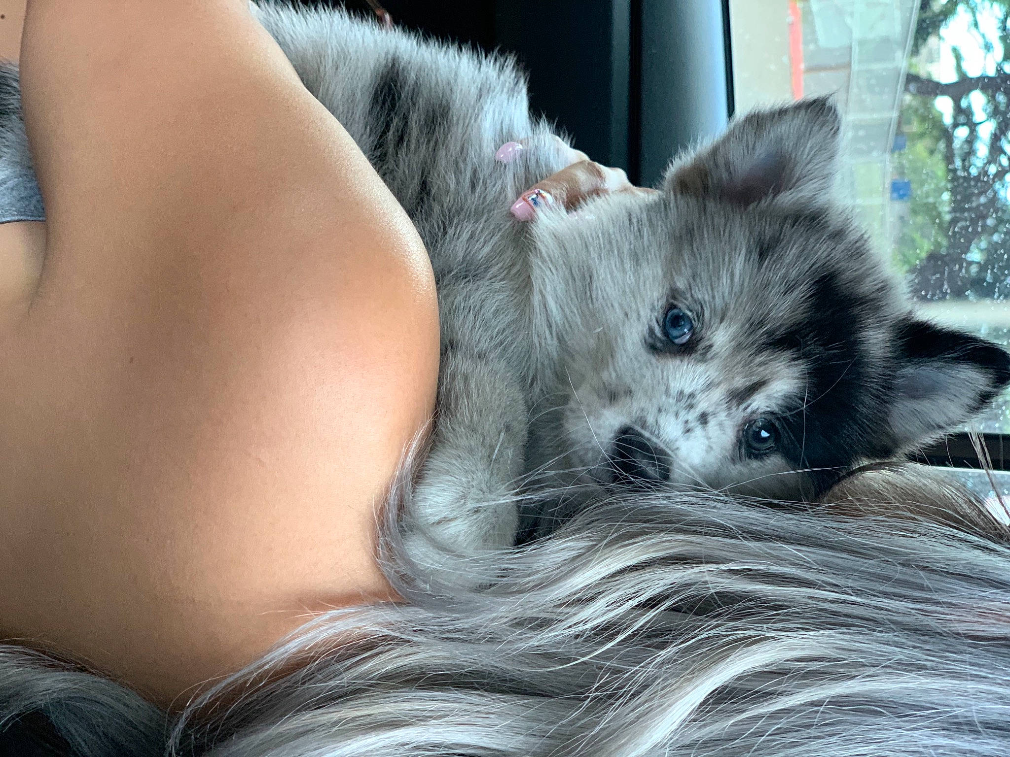 Galaxy is registered to the contest to win money with this photo: canidae, carnivore, chest, comfort, companion_dog, dog, dog_breed, domestic_short_haired_cat, fawn, felidae, fur, human_leg, sitting, small_to_medium_sized_cats, snout, spitz, terrestrial_animal, thigh, toy_dog, whiskers