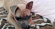 Léo a rejoint le concours — aidez-le/la à gagner de superbes lots ! dog, sunglasses, blanket, resting, pet, animal, cute, relaxed, indoor, brown, fur, ear, paw, face, comfort, cozy, lying_down, accessory, canine, home