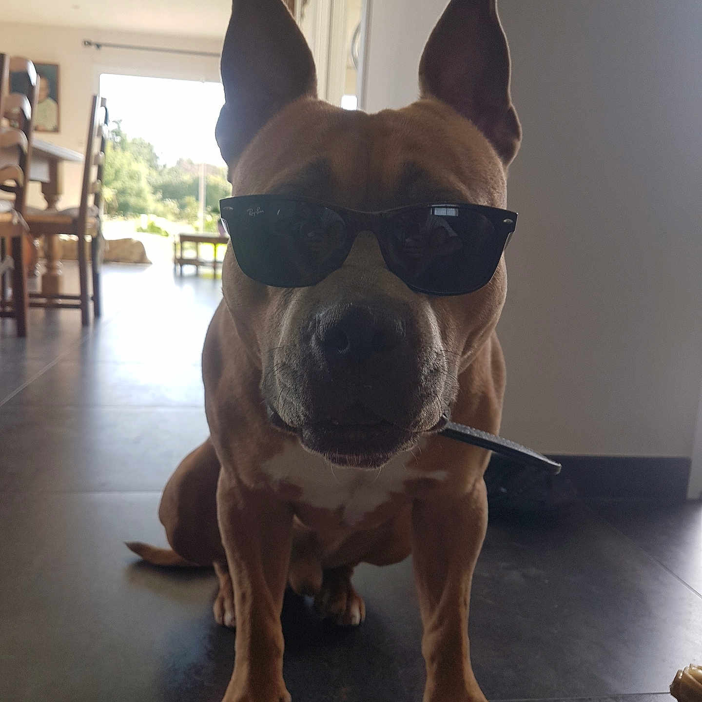 Léo a rejoint le concours — aidez-le/la à gagner de superbes lots ! dog, sunglasses, indoor, floor, tile, brown_dog, pet, animal, ears, collar, leash, shadow, window, daylight, furniture, chair, table, home, portrait, cool