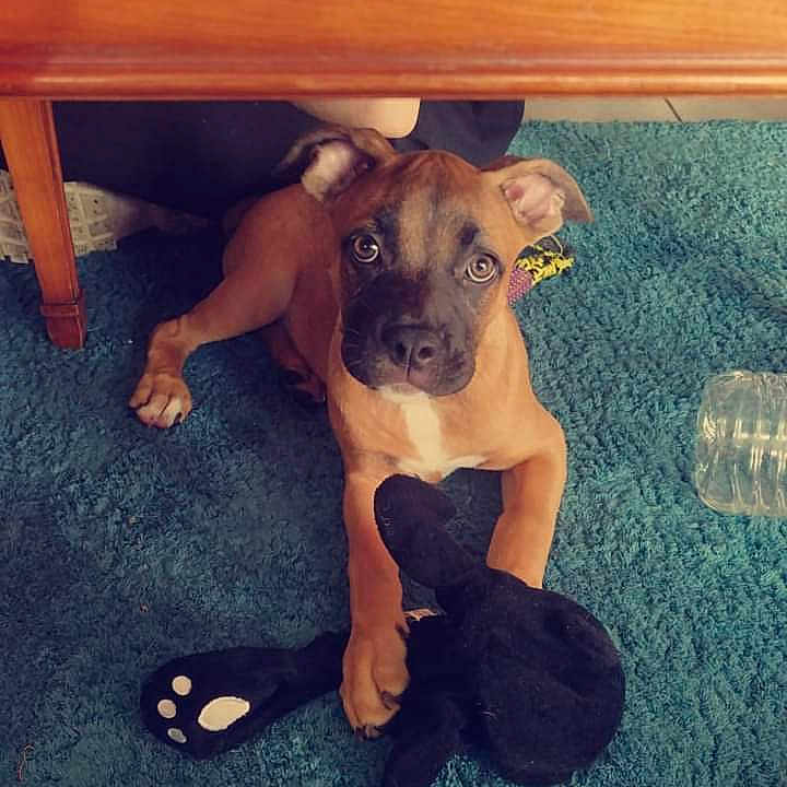 Ruby participe au concours pour gagner de l'argent avec cette photo : animal, boxer, bulldog, canine, clothing, dog, face, footwear, furniture, head, hound, indoors, insect, interiordesign, invertebrate, person, pet, photography, portrait, puppy