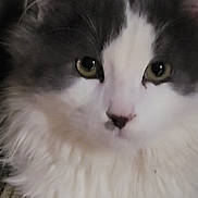 Ozzy is registered to the contest to win money with this photo: animal, calm, cat, close_up, cute, domestic_cat, eyes, face, feline, fluffy_fur, fur, gray_and_white, indoor, looking, mammal, nose, pet, portrait, soft, whiskers