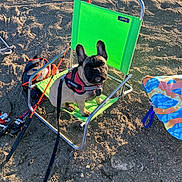 Sir Walter Wally joined the competition — help win amazing prizes! dog, french_bulldog, beach_chair, sand, fishing_rod, harness, outdoor, pet, leash, towel, sunlight, summer, recreation, vacation, animal, seaside, resting, green, metal_frame, cute