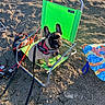 dog, french_bulldog, beach_chair, sand, fishing_rod, harness, outdoor, pet, leash, towel, sunlight, summer, recreation, vacation, animal, seaside, resting, green, metal_frame, cute