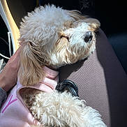 Lluvia is registered to the contest to win money with this photo: dog, sleeping, curly_fur, pink_clothing, lap, sunlight, car_interior, hand, relaxing, cozy, pet, fur, cute, domestic_animal, companion, resting, snuggle, casual, comfort, warm_light