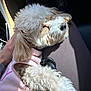 dog, sleeping, curly_fur, pink_clothing, lap, sunlight, car_interior, hand, relaxing, cozy, pet, fur, cute, domestic_animal, companion, resting, snuggle, casual, comfort, warm_light