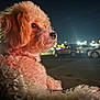 Lluvia joined the competition — help win amazing prizes! dog, curly_fur, night, city_lights, bokeh, pet, animal, portrait, close_up, outdoor, parking_lot, canine, soft_light, fur_texture, collar, profile, cute, calm, watching, evening