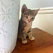 Luci is registered to the contest to win money with this photo: kitten, cat, pet, animal, wooden_surface, vase, decor, indoor, curious, small, cute, feline, young, ears, whiskers, fur, table, domestic, closeup, still_life