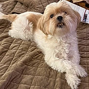 Lexi is registered to the contest to win money with this photo: animal, bed, companion, cozy, cream_color, cute, dog, domestic, expression, fluffy, fur, indoor, lying_down, paw, pet, quilted_blanket, relaxed, small_dog, snout, teeth