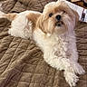 animal, bed, companion, cozy, cream_color, cute, dog, domestic, expression, fluffy, fur, indoor, lying_down, paw, pet, quilted_blanket, relaxed, small_dog, snout, teeth