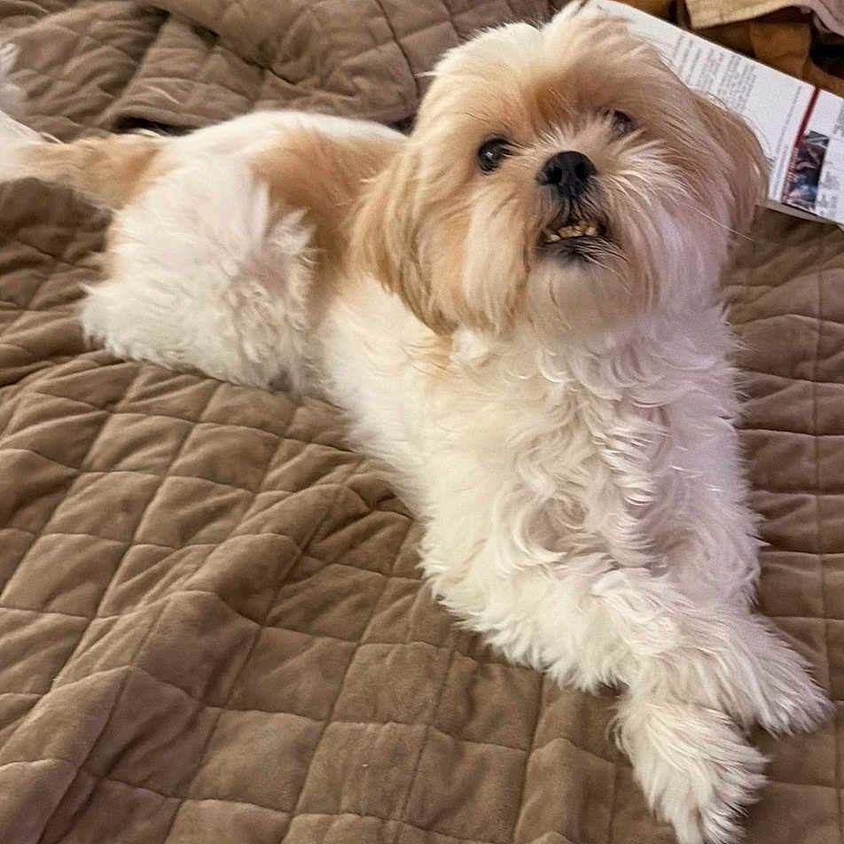 Lexi