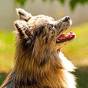 Vanille a rejoint le concours — aidez-le/la à gagner de superbes lots ! dog, fluffy, portrait, side_view, outdoor, sunlight, happy, tongue_out, fur, animal, pet, nature, greenery, summer, canine, muzzle, ears, bright, closeup, smiling