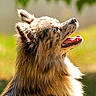dog, fluffy, portrait, side_view, outdoor, sunlight, happy, tongue_out, fur, animal, pet, nature, greenery, summer, canine, muzzle, ears, bright, closeup, smiling