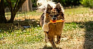 Vanille a rejoint le concours — aidez-le/la à gagner de superbes lots ! dog, toy, rubber_chicken, grass, outdoor, sunlight, pet, animal, playing, happy, fur, tail, nature, garden, mammal, canine, running, daytime, cute, energetic
