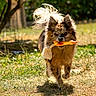 dog, toy, rubber_chicken, grass, outdoor, sunlight, pet, animal, playing, happy, fur, tail, nature, garden, mammal, canine, running, daytime, cute, energetic
