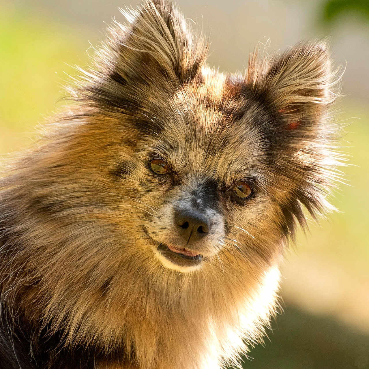 Vanille participe au concours pour gagner de l'argent avec cette photo : dog, animal, fluffy, fur, portrait, outdoor, sunlight, brown, black, cream, ears, face, pet, canine, nature, grass, closeup, friendly, cute, expression