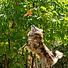 Vanille participe au concours pour gagner de l'argent avec cette photo : dog, jumping, toy, orange, greenery, leaves, sunlight, outdoor, nature, tree, pet, fur, playful, active, animal, daylight, canine, energetic, garden, happy