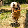 Vanille a rejoint le concours — aidez-le/la à gagner de superbes lots ! dog, toy, rubber_duck, outdoor, grass, sunlight, shadow, playful, pet, animal, fur, nature, daylight, garden, walking, cute, happy, small_dog, canine, summer