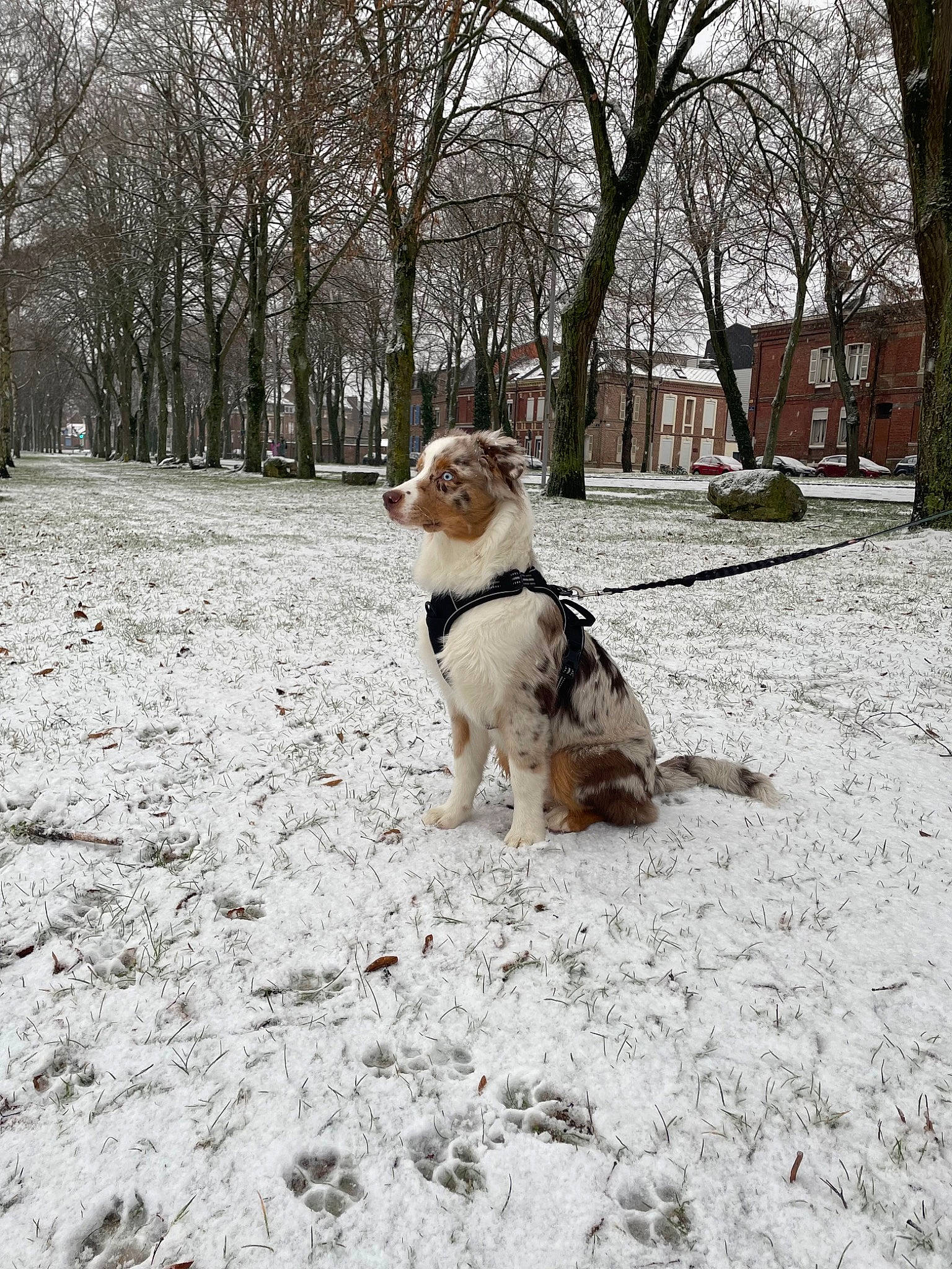 Uston a rejoint le concours — aidez-le/la à gagner de superbes lots ! carnivore, collar, companion_dog, dog, dog_breed, dog_clothes, dog_collar, dog_supply, fawn, freezing, fur, gun_dog, leash, pet_supply, plant, snow, sporting_group, tail, tree, winter