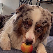 Uston a rejoint le concours — aidez-le/la à gagner de superbes lots ! dog, australian_shepherd, apple, couch, indoor, pet, fur, paw, window, chair, shelf, clock, book, curious, lying_down, close_up, brown, white, gray, home