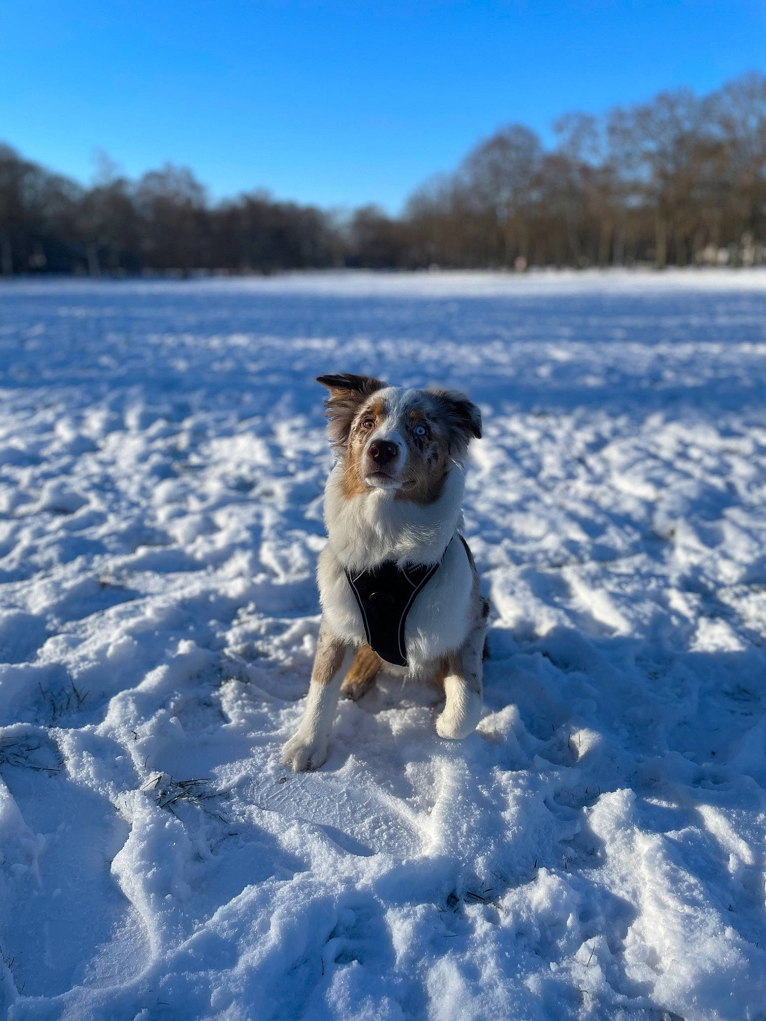 Uston participe au concours pour gagner de l'argent avec cette photo : arctic, canidae, carnivore, cloud, companion_dog, cumulus, dog, dog_breed, electric_blue, freezing, frost, ice_cap, landscape, ocean, sky, snout, snow, sporting_group, tree, winter